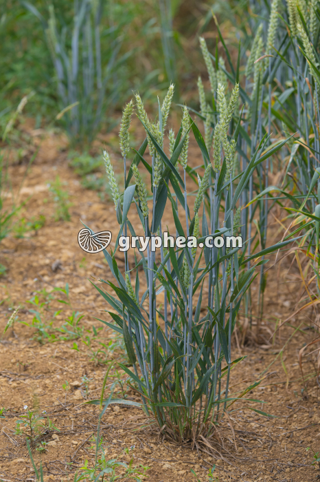 Plant de Blé au moment de la floraison (Triticum sativum, Poaceae) - gryphea.com